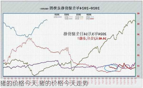 小猪价格最新行情报告，今日市场分析更新