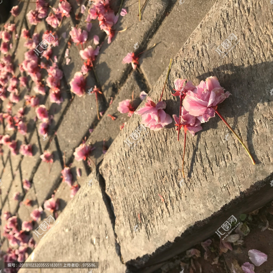 花落下载，诗意与技术的完美交融