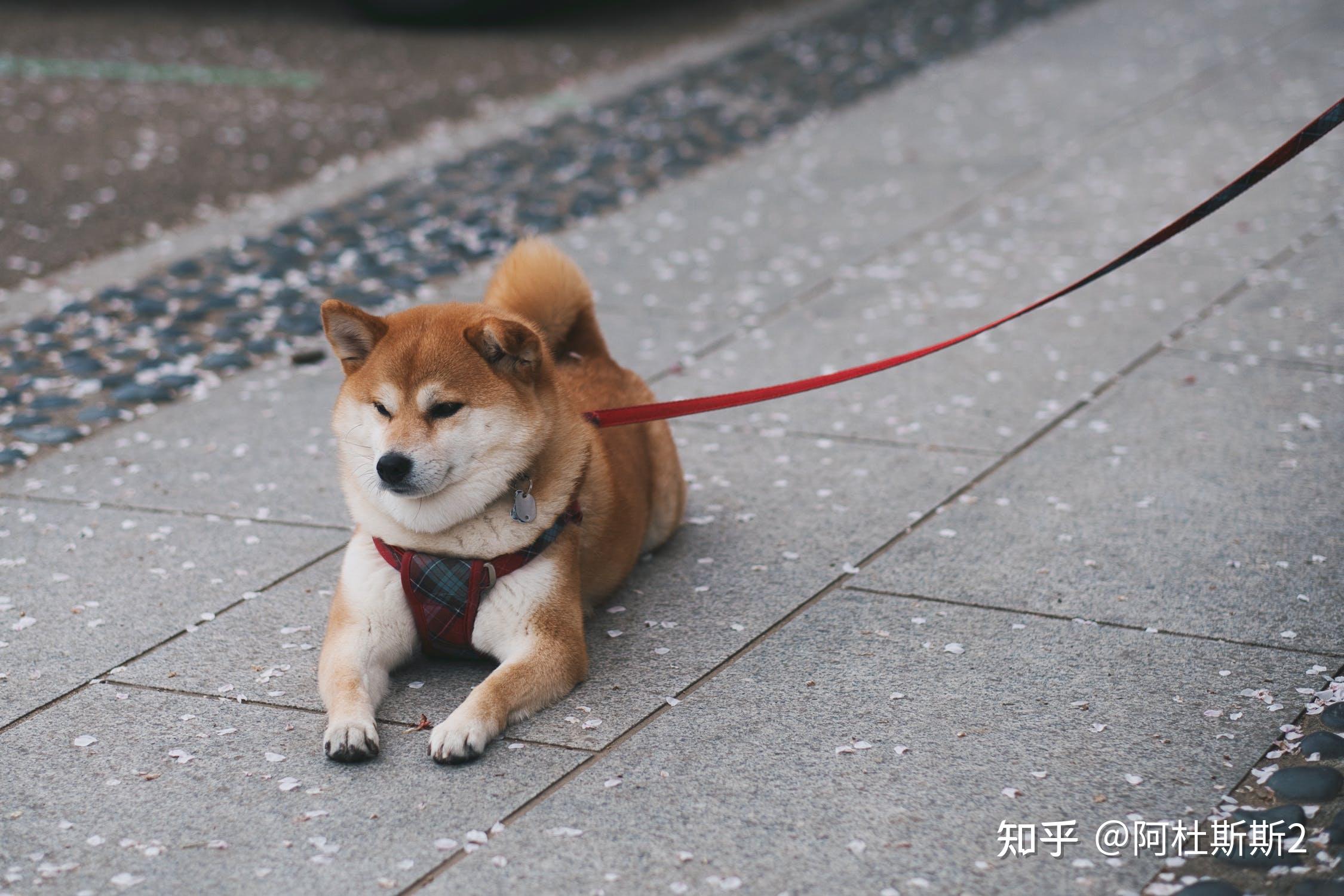 柴犬训练乐趣与挑战，在线观看柴犬训练视频