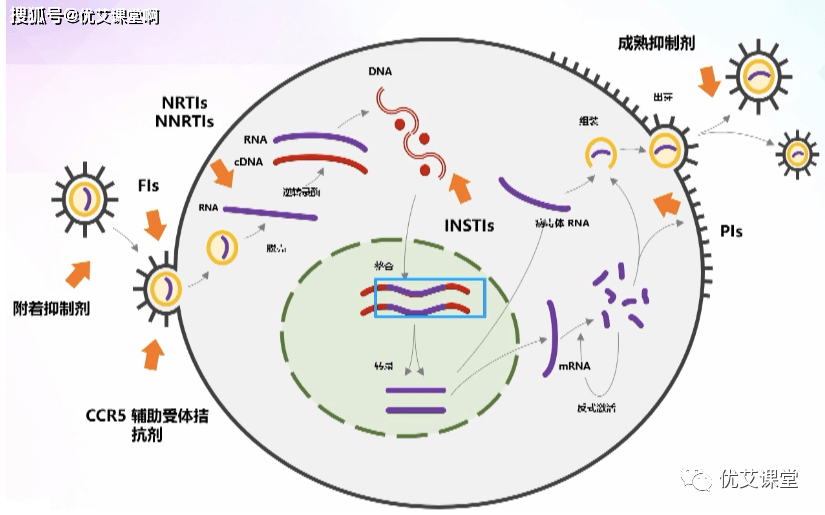 HIV治疗最新进展报告，突破与挑战并存（2016年）